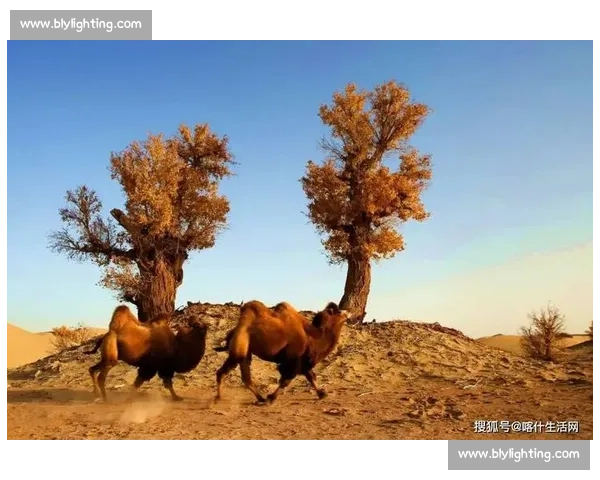 喀什杯燃爆中亚！新疆用足球架起丝路新桥梁